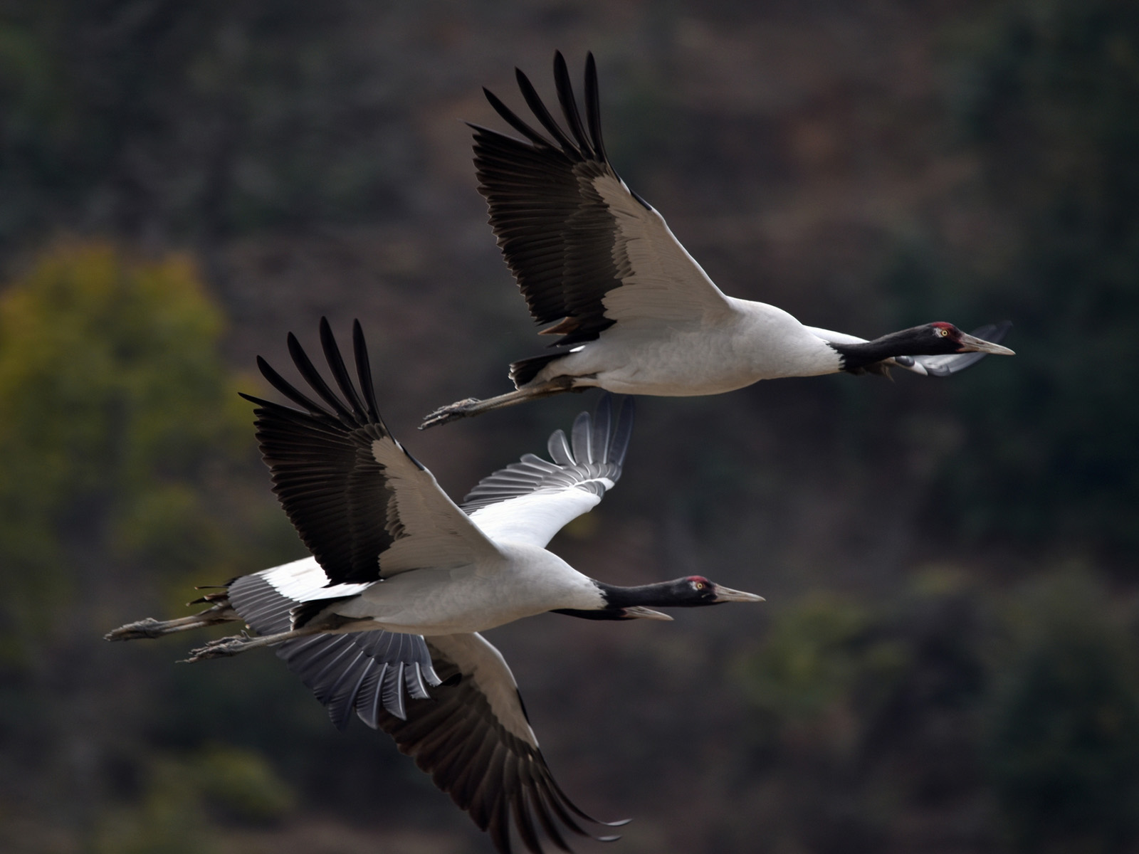 Black-necked cranes wintering in the Phobjikha valley