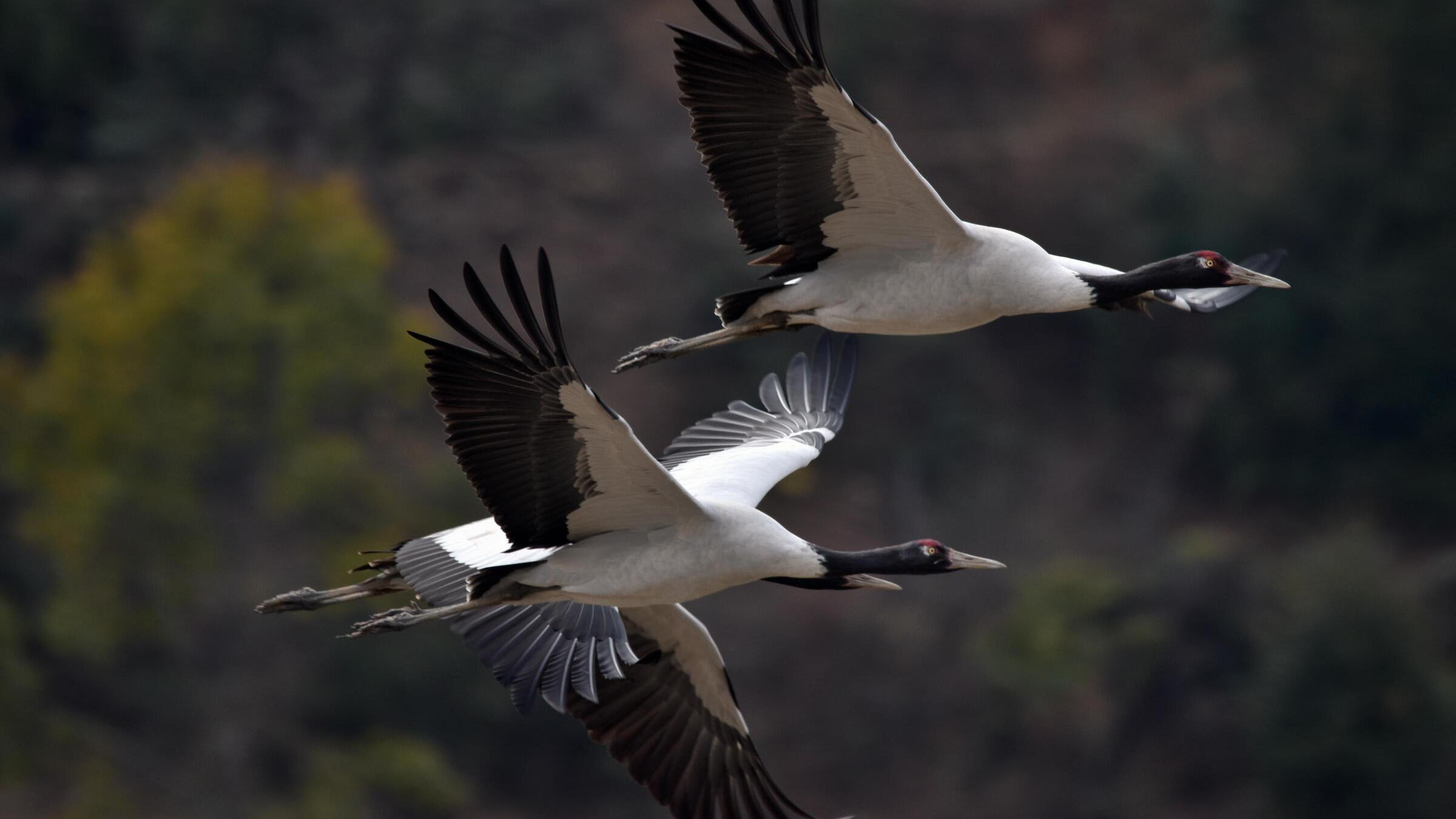 Birding Tours
