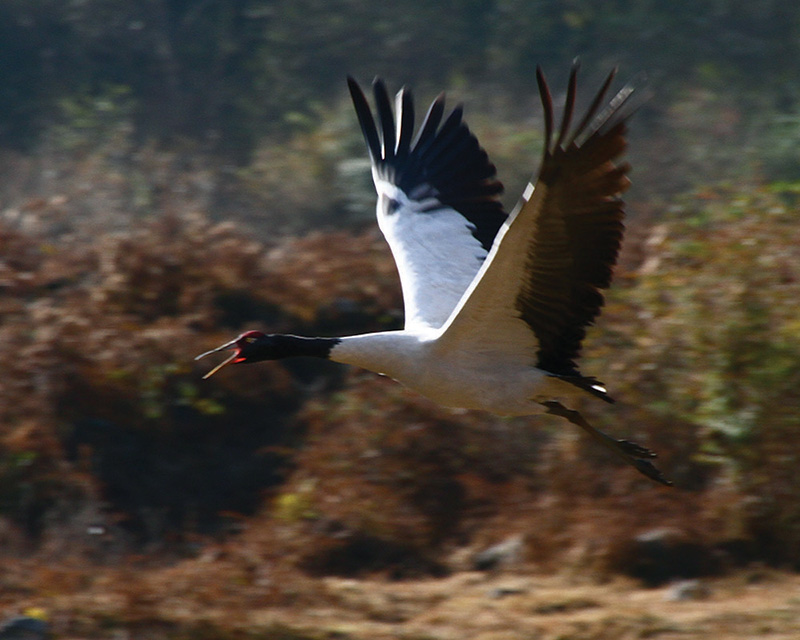 Black-necked Crane & Phobjikha