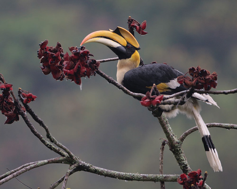 Hornbill Birding in Royal Manas